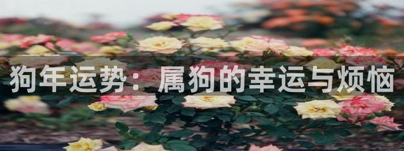 耀世娱乐5：狗年运势：属狗的幸运与烦恼